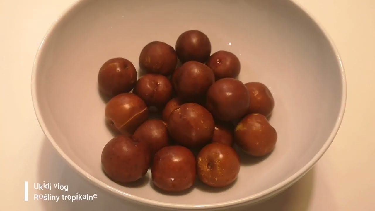 O.347 Tropikalne smaki - Jujuba czyli Głożyna pospolita