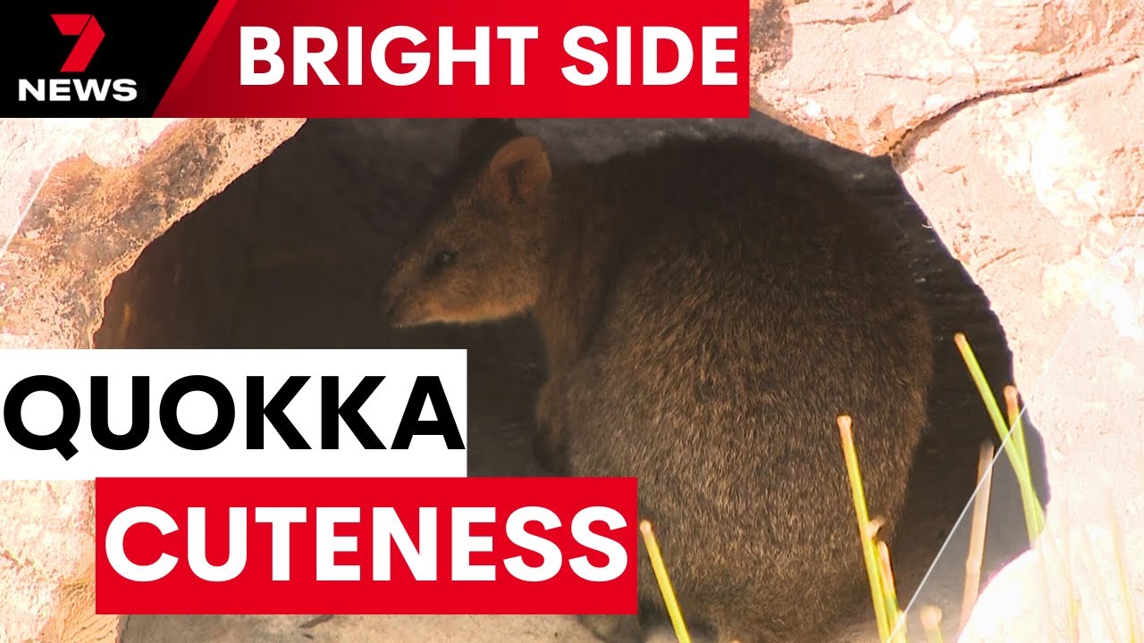 Quokkas arrive at Sydney Zoo in time for school holidays | 7NEWS