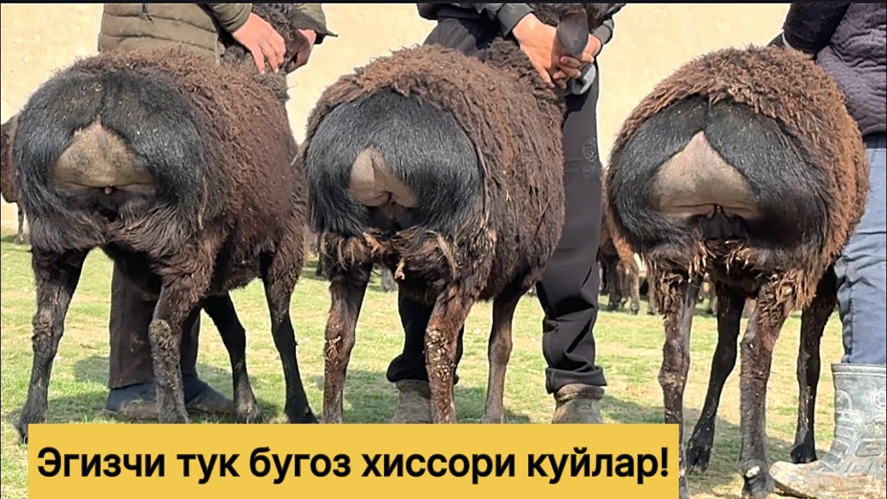 Эгизчи бугоз хиссори куйлар!972210096☎️ 943320698☎️