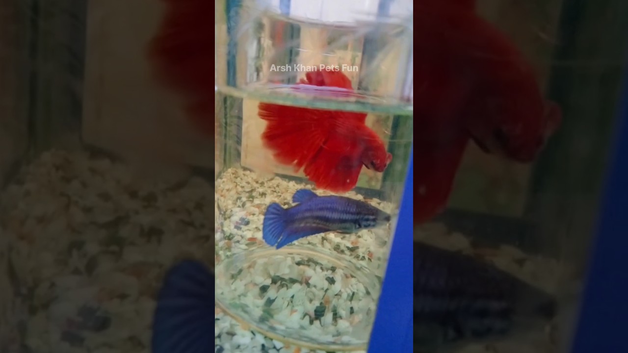 Fighter fish male❤️ female💙 ||Betta fish pair 😍 || #fish #shorts