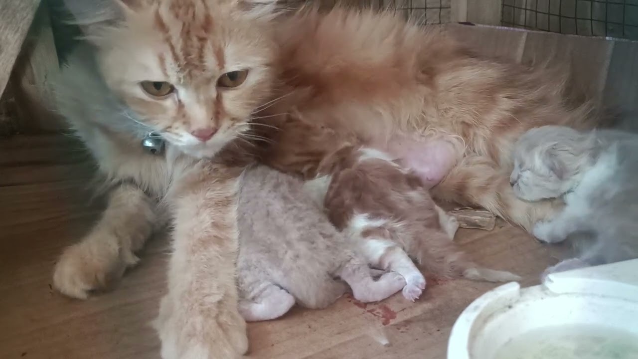 Anak kucingku usia 2 hari