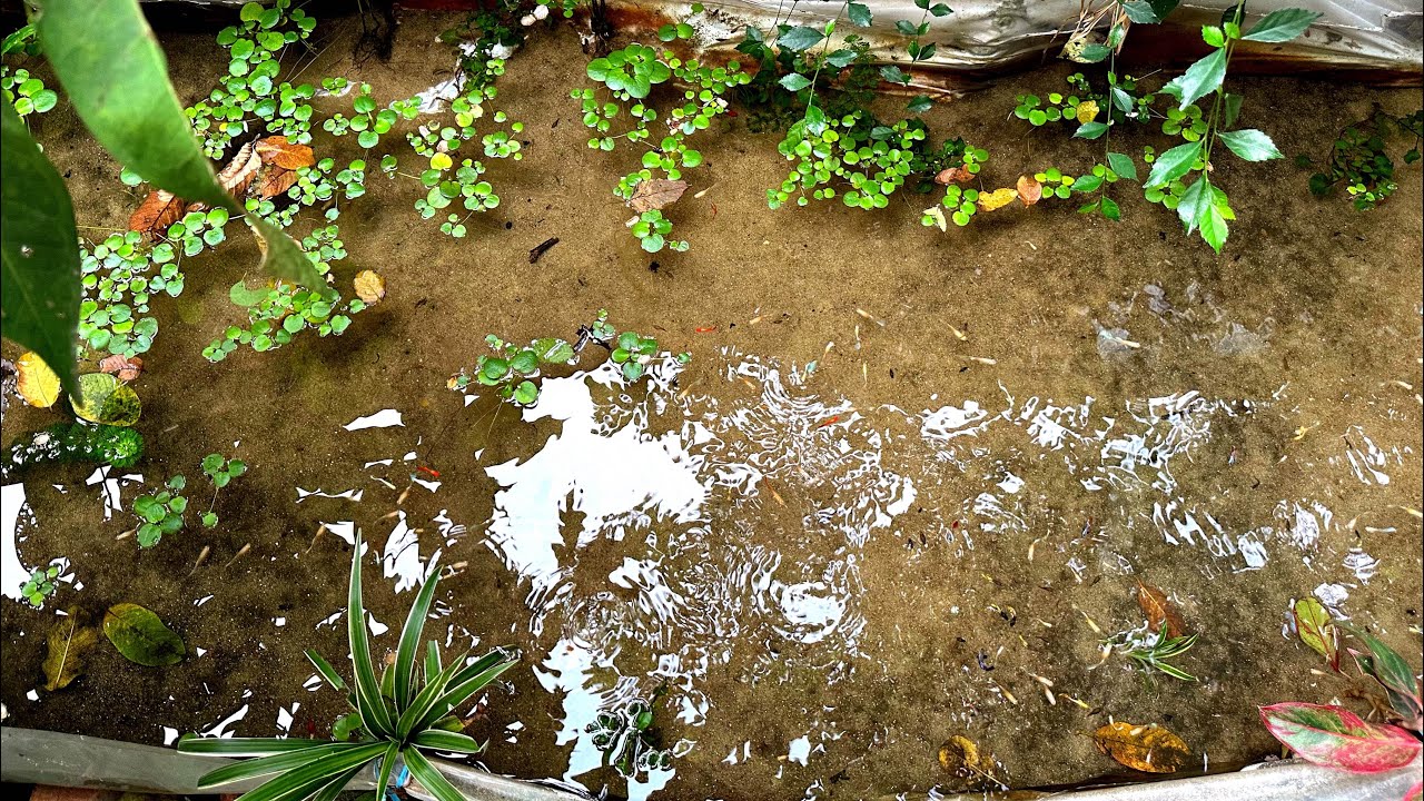 Mương Cá Bảy Màu Thuỷ Sinh Siêu Đẹp | Dat Guppy