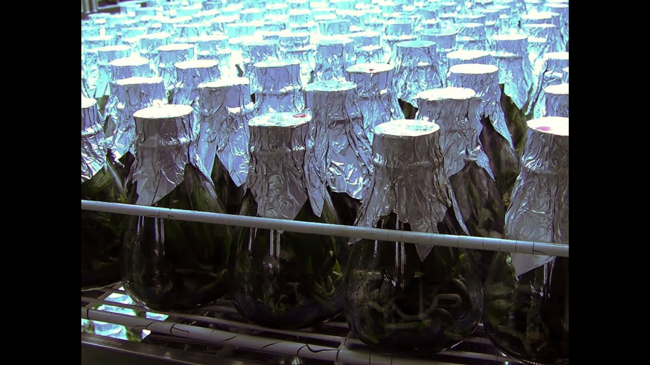 New GMO crops proposed, consumers want labeling