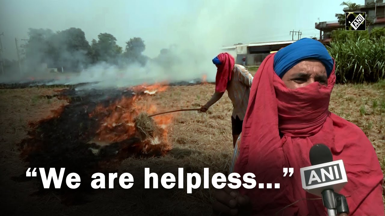 &ldquo;We are helpless..&rdquo; Farmers begin Parali burning in Punjab, pollution to rise