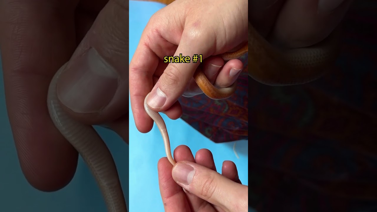 Snake gender reveal