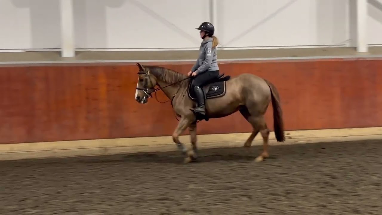 chestnut mare 15.1hh 