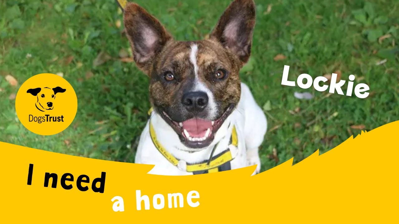 Lockie the lovely Crossbreed | Dogs Trust Glasgow