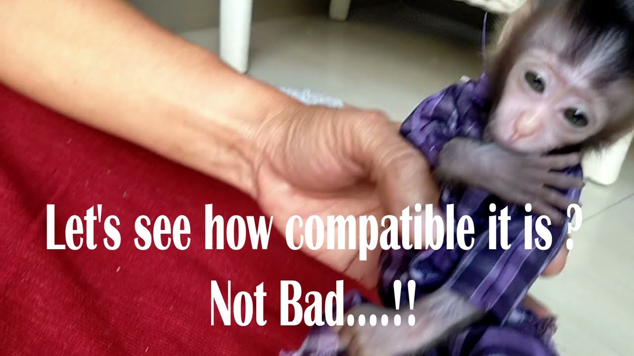 Shiny baby monkey wearing my own sewing shirt , Lovely Fauna Youtube Channel