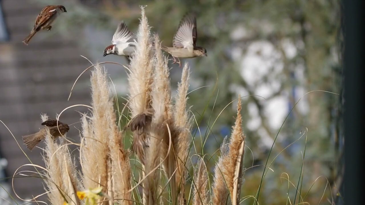 Birdsong for relaxastion before sleep