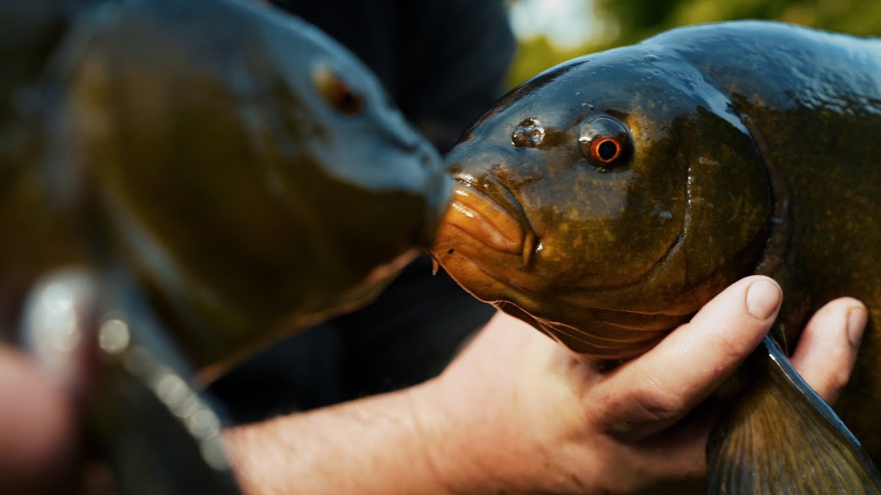 Dai Gribble's Worm Kebab Rig for Tench