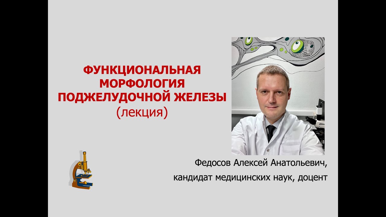 ФУНКЦИОНАЛЬНАЯ МОРФОЛОГИЯ ПОДЖЕЛУДОЧНОЙ ЖЕЛЕЗЫ