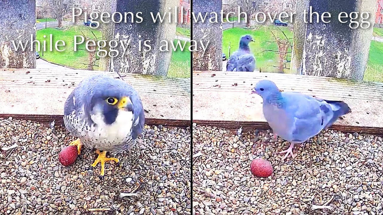 #2🦅🥚Worcester Cathedral🇬🇧Peregrine Falcon Nest 2025／Peter💗Peggy