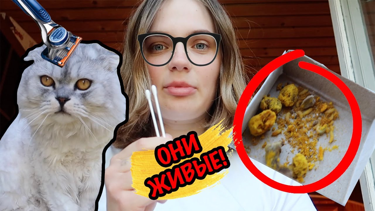 УДАЛЯЕМ ЛИЧИНКИ ИЗ КОТА КЕВИНА | ФУ! ОНИ У НАС ДОМА!