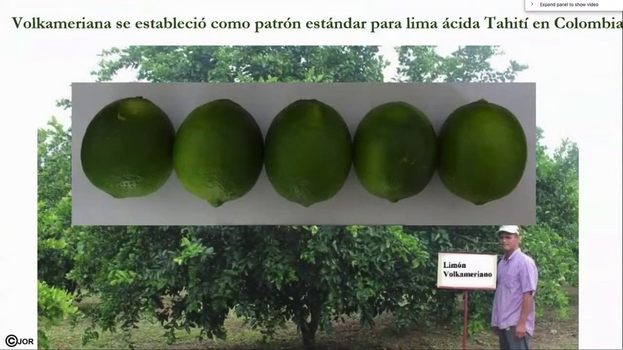 Resultados de la evaluación de patrones de la lima ácida Tahití para Colombia