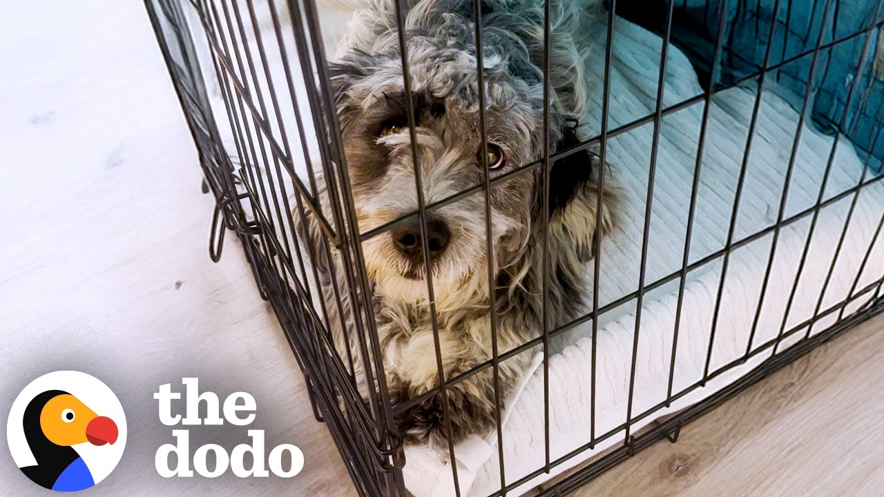 Dog Who'd Lived Outside Gets Pet For The Very First Time | The Dodo