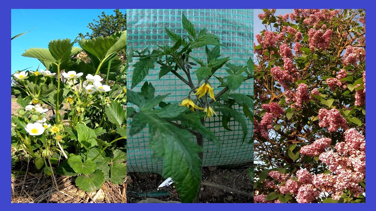 Verzaubernder Garten im Mai 🌺🌺 Gemüsepflanzen, blühender Flieder, Pilzzucht und Vielfalt der Natur 🍀