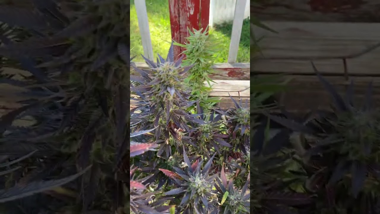 Purple 🟣🪻 Lemonade 🍋 2024 