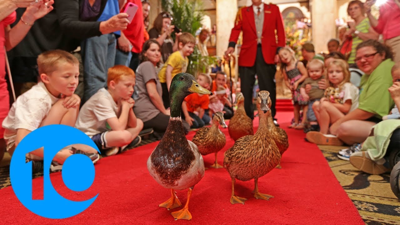 The March of the Peabody Ducks: A tradition 80 years in the making