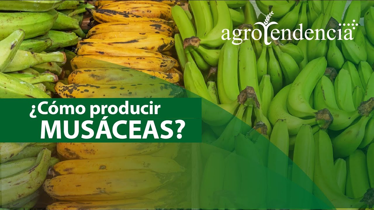 Musáceas | CULTIVO DE PLÁTANOS Y CAMBURES