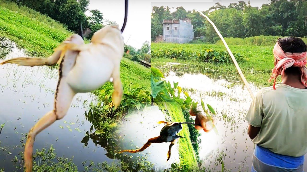 Live bait 4 | How to make live frog bait | Traditional & Very Old Way Of Fishing With Live Frog