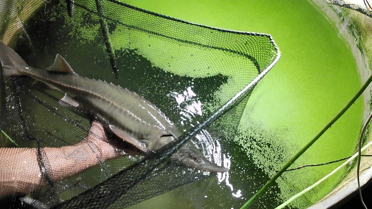 Кормление осетров червями, мойвой. Выращивание рыбы на натуральном, живом корме и в живой воде