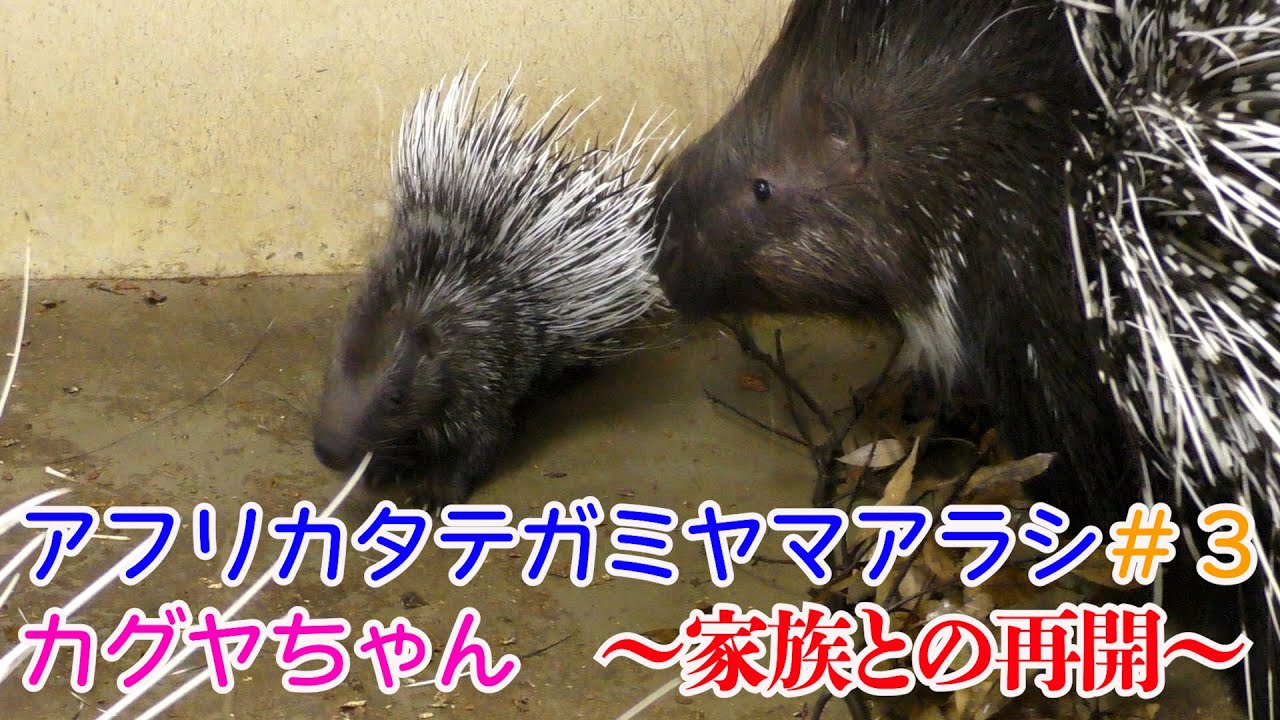アフリカタテガミヤマアラシの赤ちゃん　＃３　～家族との再会～