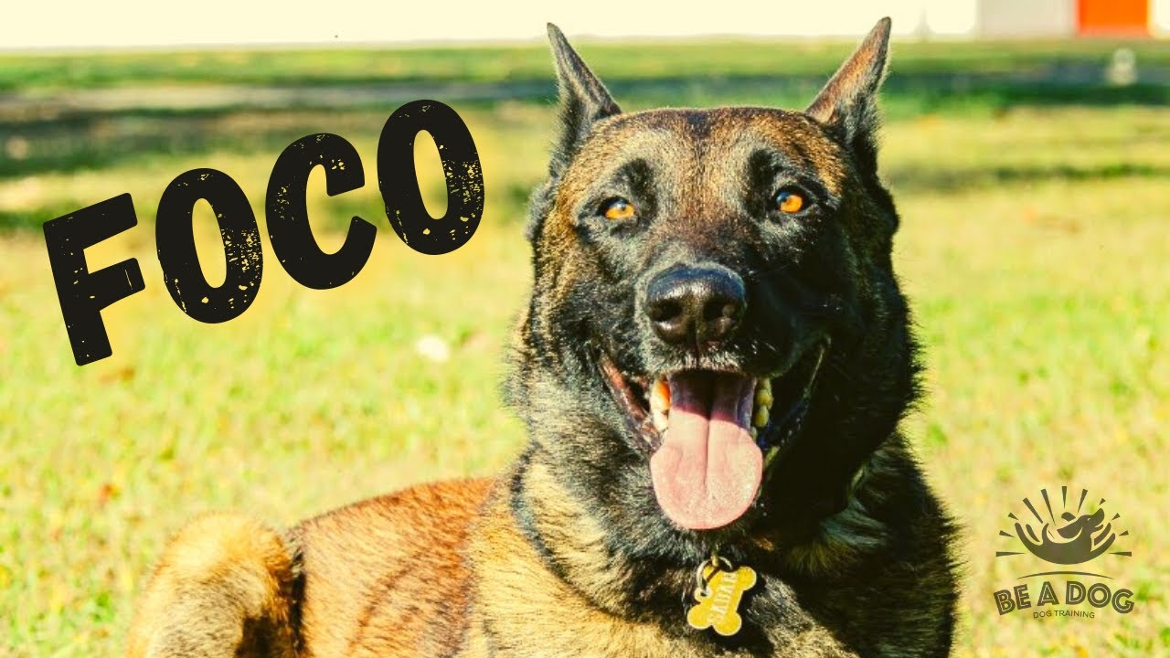 Treino de Foco - Como Adestrar seu Cachorro para Prestar mais Atenção em Você