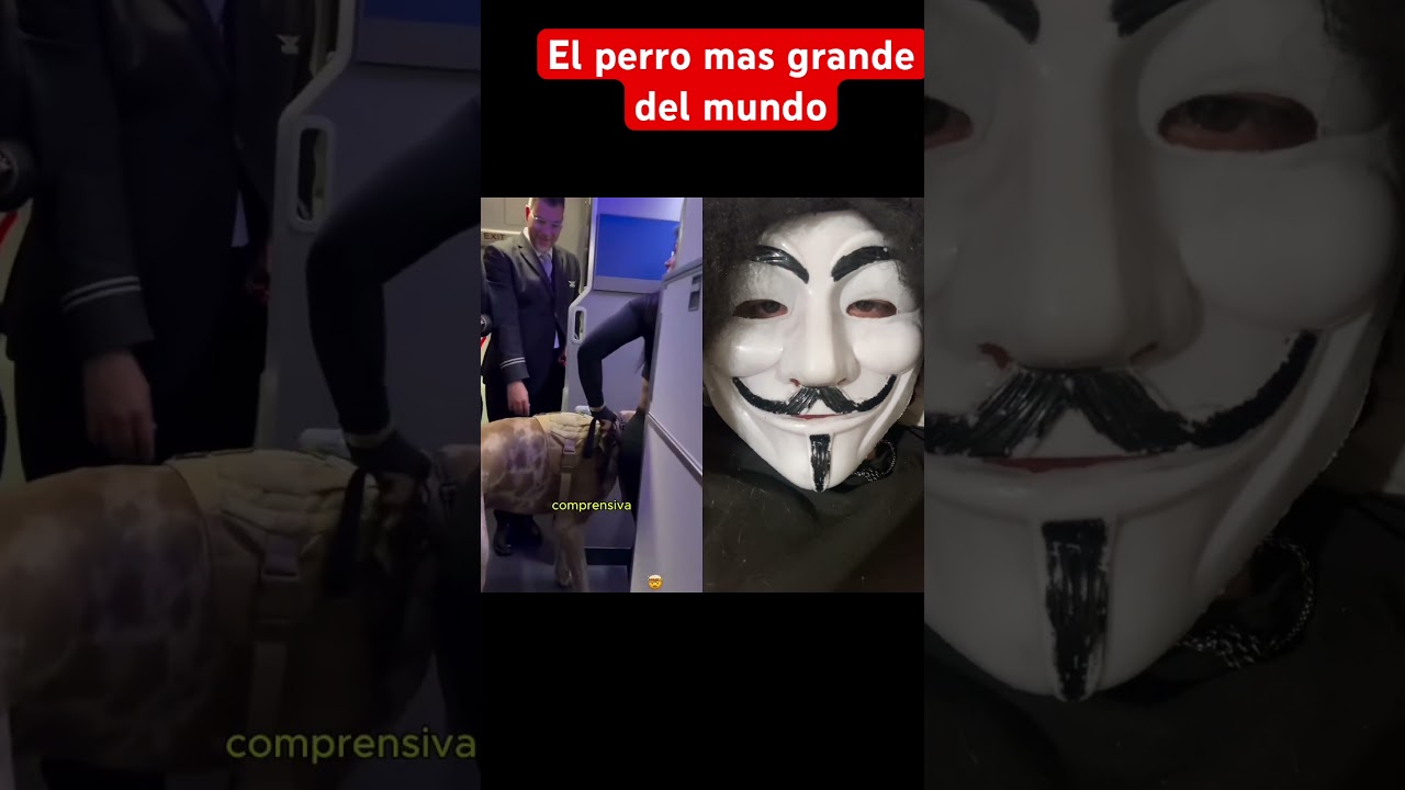 El perro mas grande sel mundo #holo #kiliyekiliye #cbum #bigguy #shortsvideos #pyfツ #fyyppppp