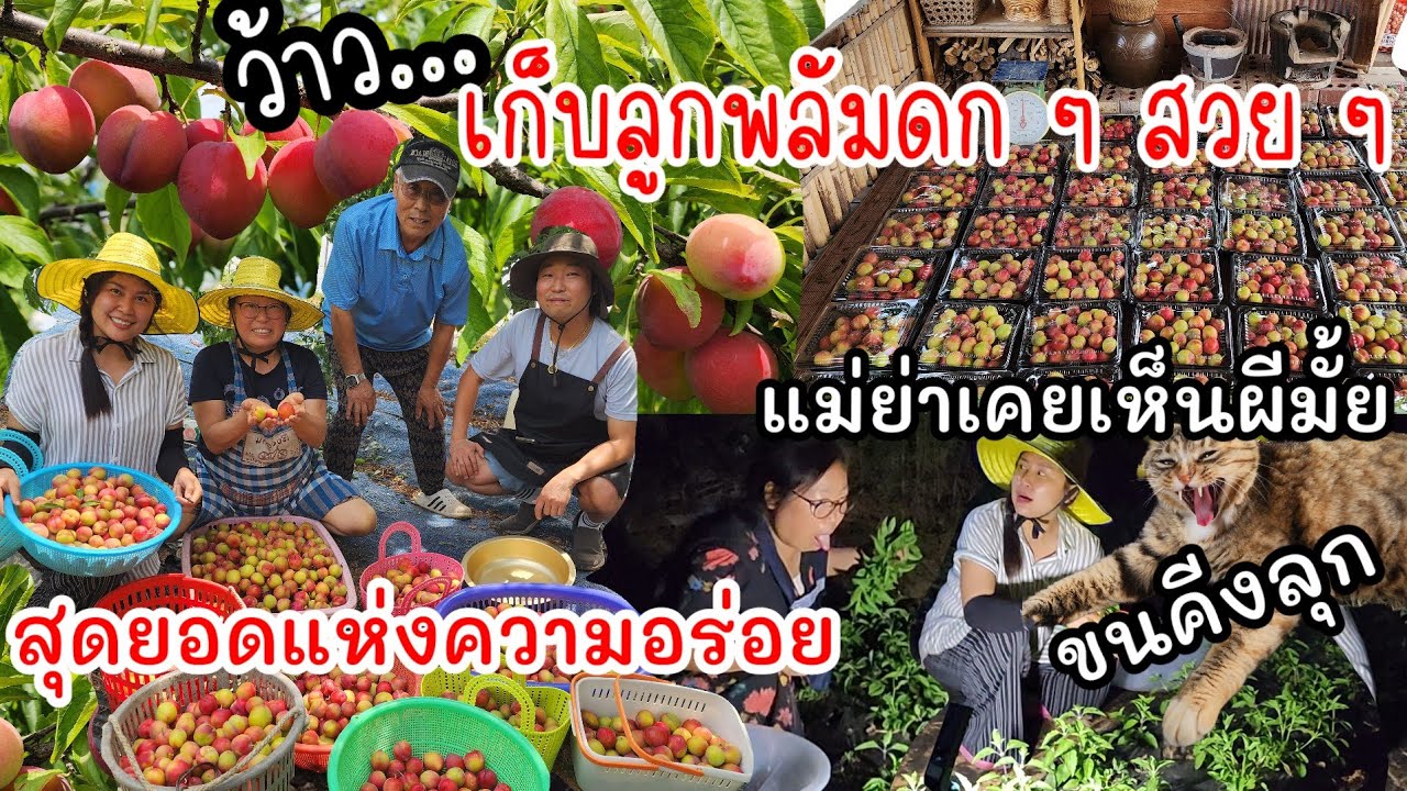 EP.878 เก็บลูกพลัมที่สวน เป็นปีที่สวยและดกที่สุด ความอร่อย100เต็ม100 เลยจ้า เก็บไปกินไปจนอิ่มเลย🤗💕