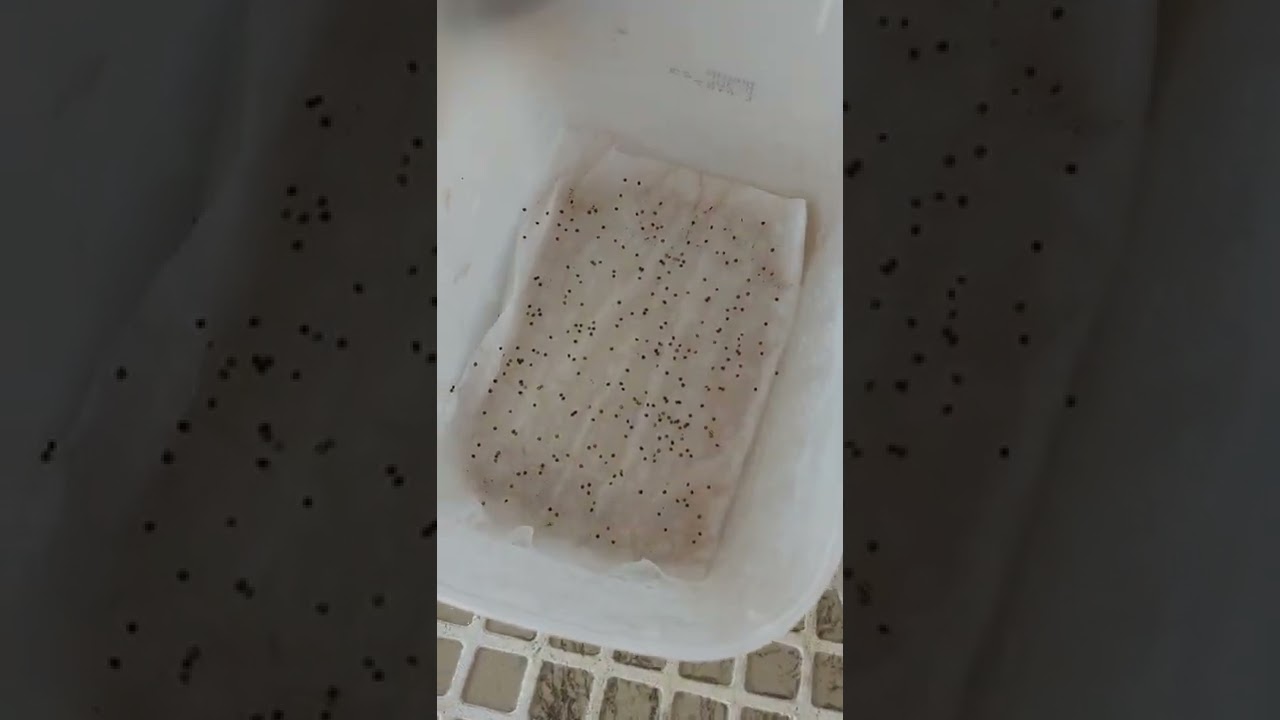 plantando sementes  de suculentas  do shopee