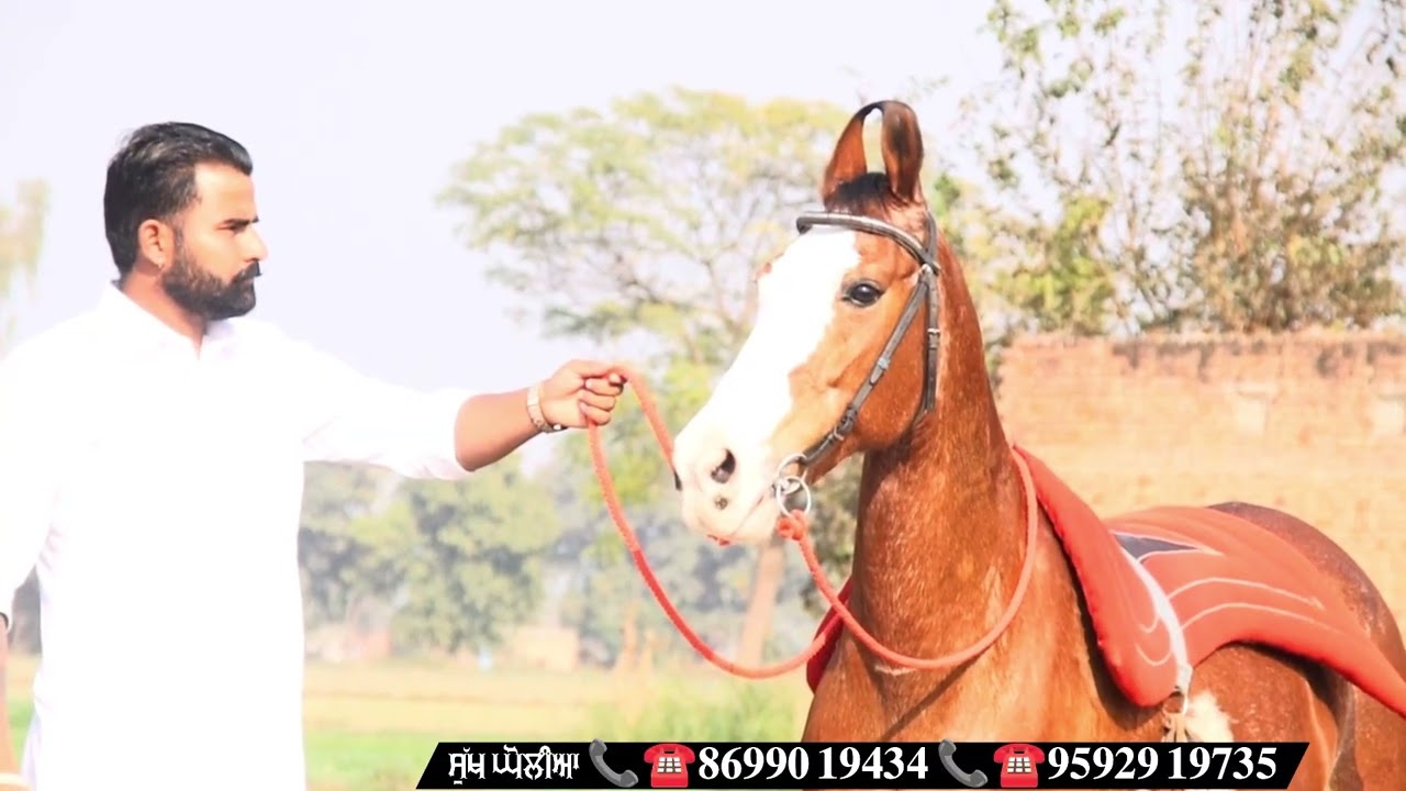 18000 ਤੋਂ ਰੇਟ ਸ਼ੁਰੂ ਅੱਜ ਦੇ ਸੁੱਖ ਘੋਲੀਆਂ ਦੇ ਫਾਰਮ ਤੋਂ 10 ਨਗ ਵਿ!ਕਾਊ ਸਾਰੇ ਜਾਨਵਰ ਆਂ ਦੇ ਰੇਟ ਵੀਡੀਓ ਵਿੱਚ❤️