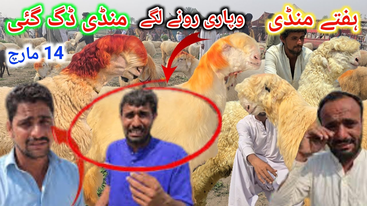 14 March 2026 Mandi ہفتے منڈی ڈیگ گئی وپاری رونے لگے مندرہ مارکیٹ کا جائزہ لیں حقیقت پر مبنی معلومات
