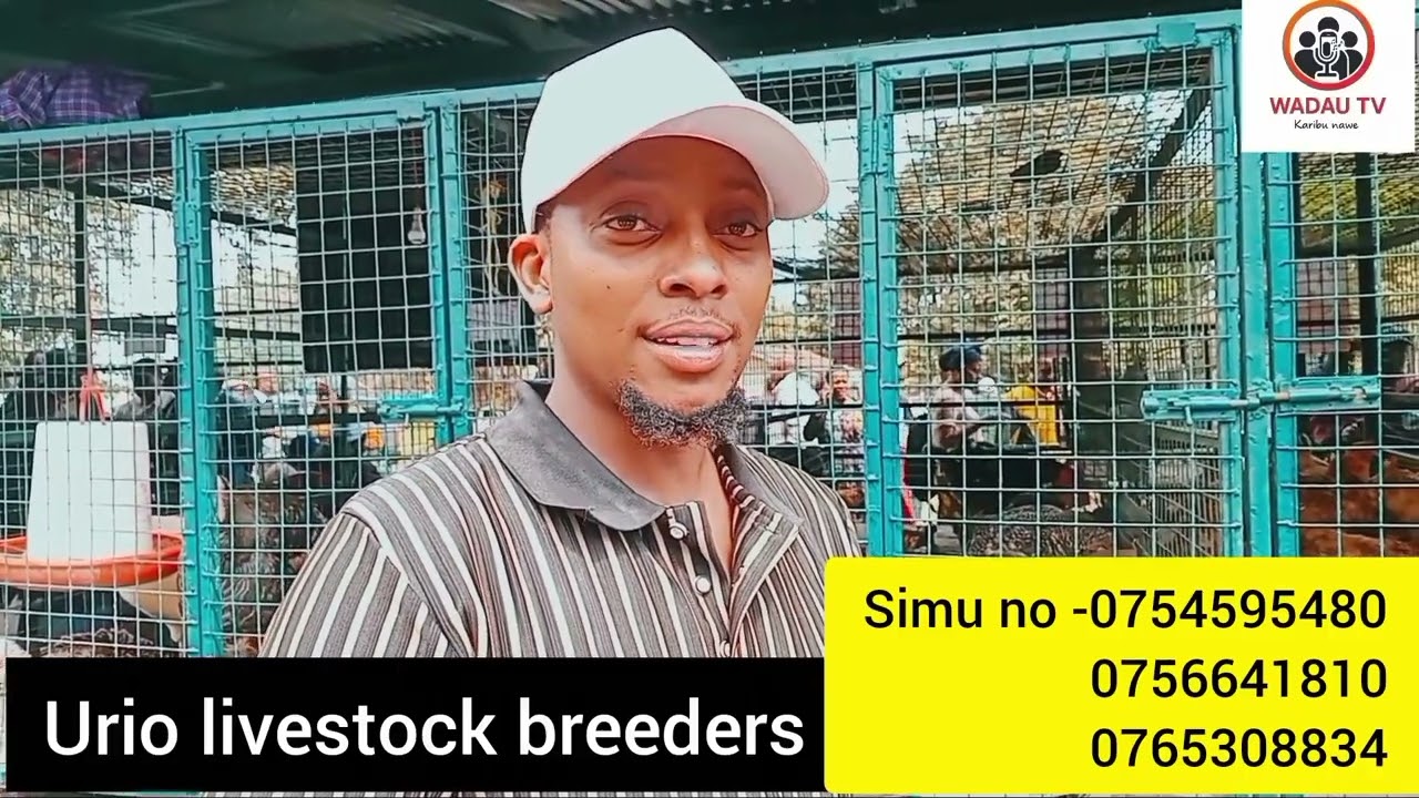 MSHINDI WA PILI KWENYE NG'OMBE WA MAZIWA NA UFUGAJI BORA WANA KUKU WA NYAMA ,MAYAI,NA UREMBO...