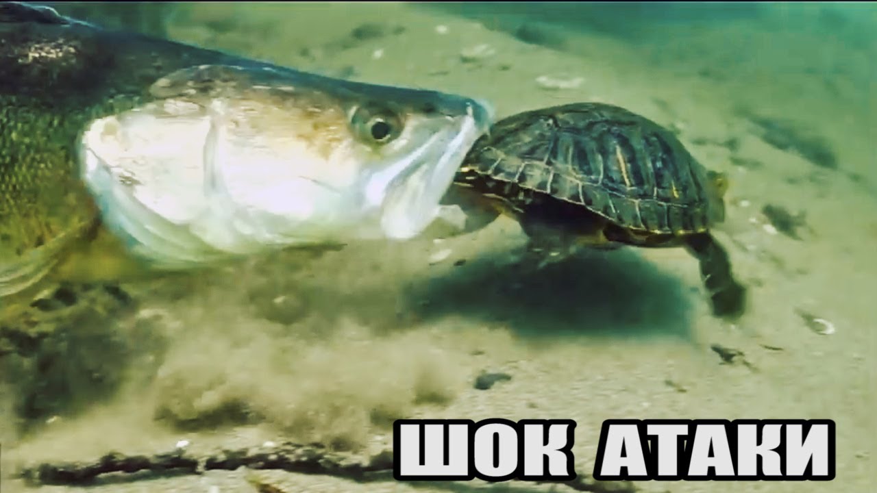 Рыбалка🎣 ЗРЕЛИЩНЫЕ АТАКИ Больших СУДАКОВ на Черепаху🐢 Человека🤦‍♂️Рака🦞Рыбу🐟 Подводная съёмка