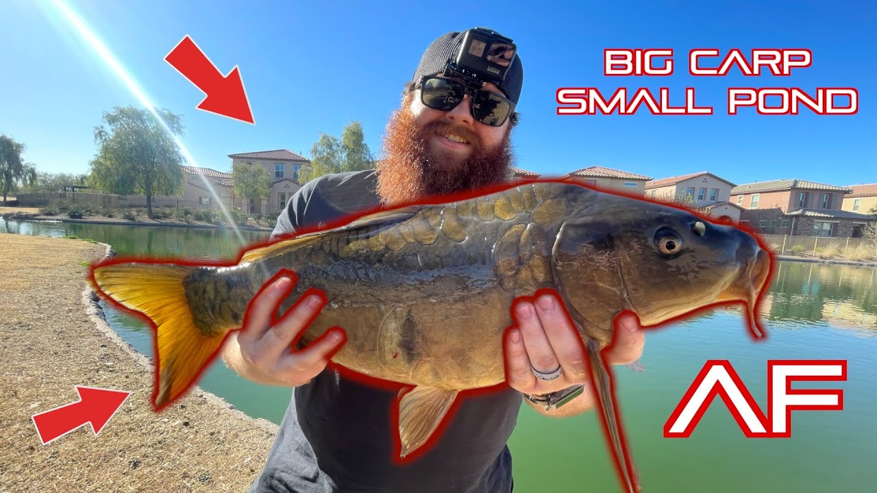 Big Carp In Small Neighborhood Pond! (Private Pond Fishing)