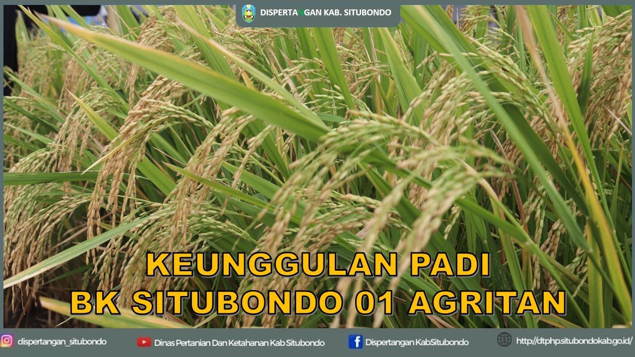 KEUNGGULAN PADI  BK SITUBONDO 01 AGRITAN