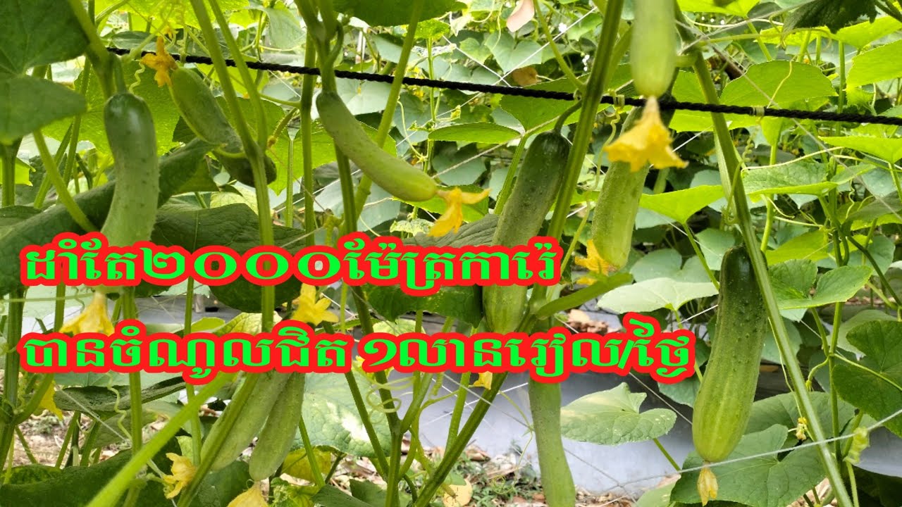 ដាំត្រសក់ត្រឹម ២០០០ម៉ែត្រការ៉េ បានចំណូលជិត ១លានរៀលក្នុងមួយថ្ងៃ