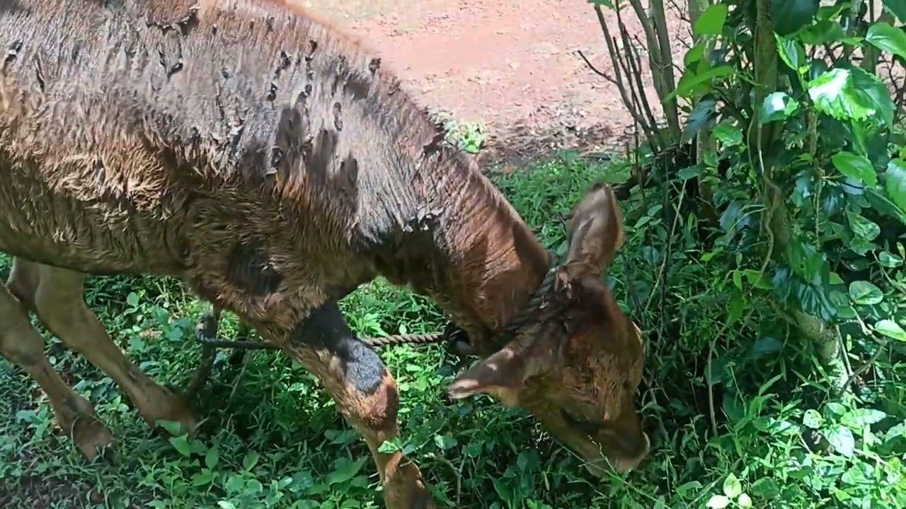 THIDAMBU NRITHAM PUTHUMANA പശു  അഭിമാനം