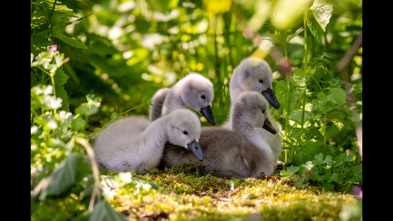Musiikki Rentoutuminen Stressin, ahdistuksen ja masennuksen parantaminen Mielen, kehon ja sielun