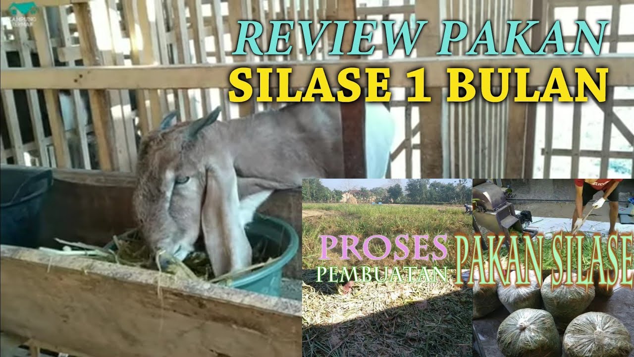 Pakan Silase Rumput Odot - Proses Selama 1 Bulan