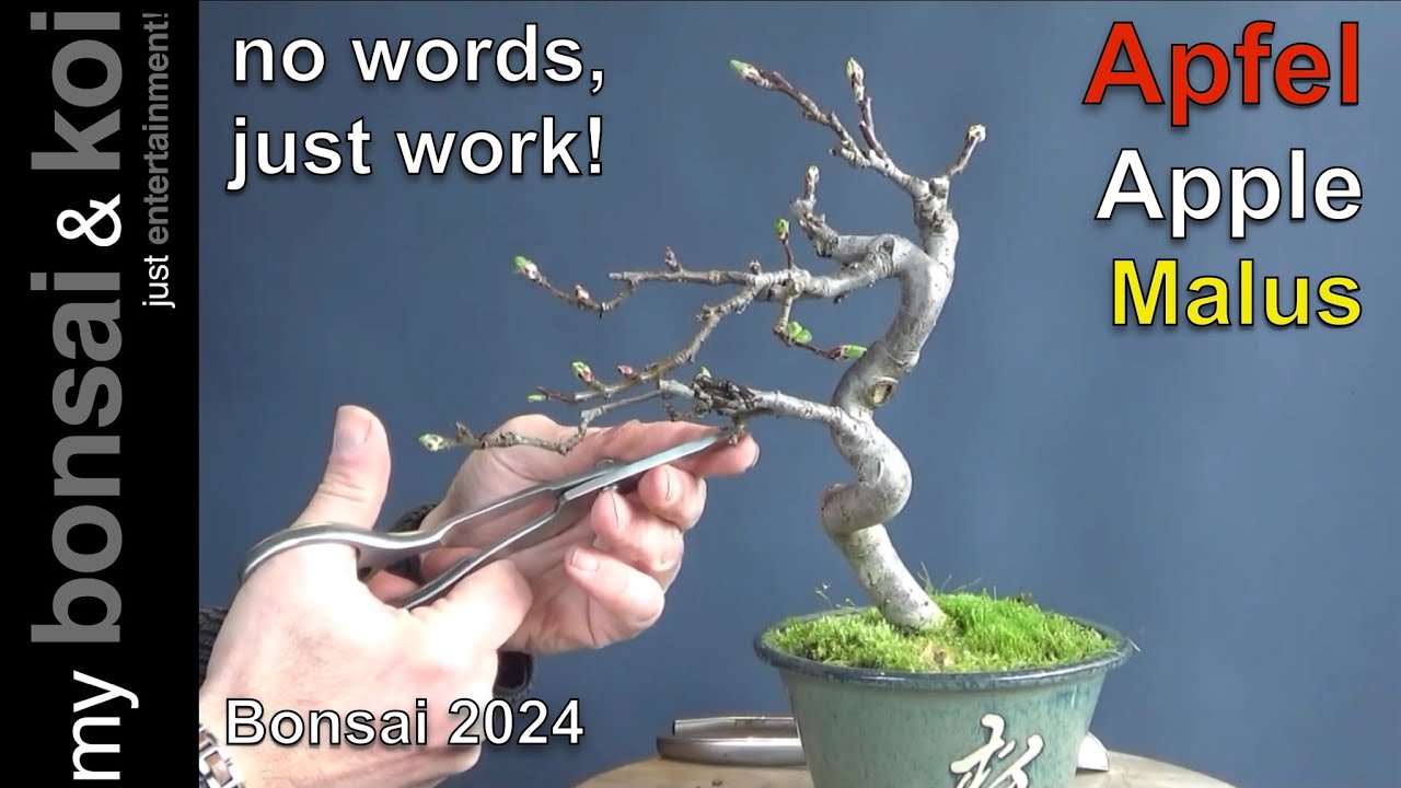 Bonsai 2024-21 - no words, just work! - Apfel - Apple - Malus