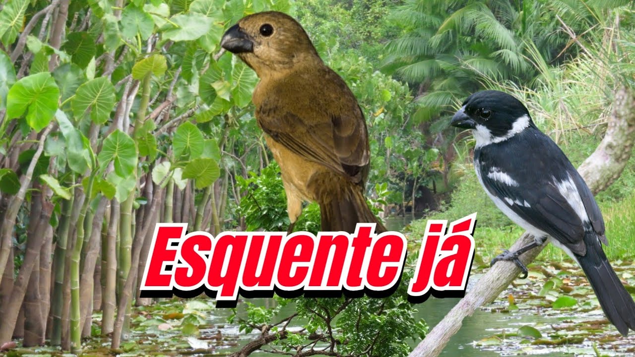 fêmea de patativa pintada chamando e macheando para esquentar o macho