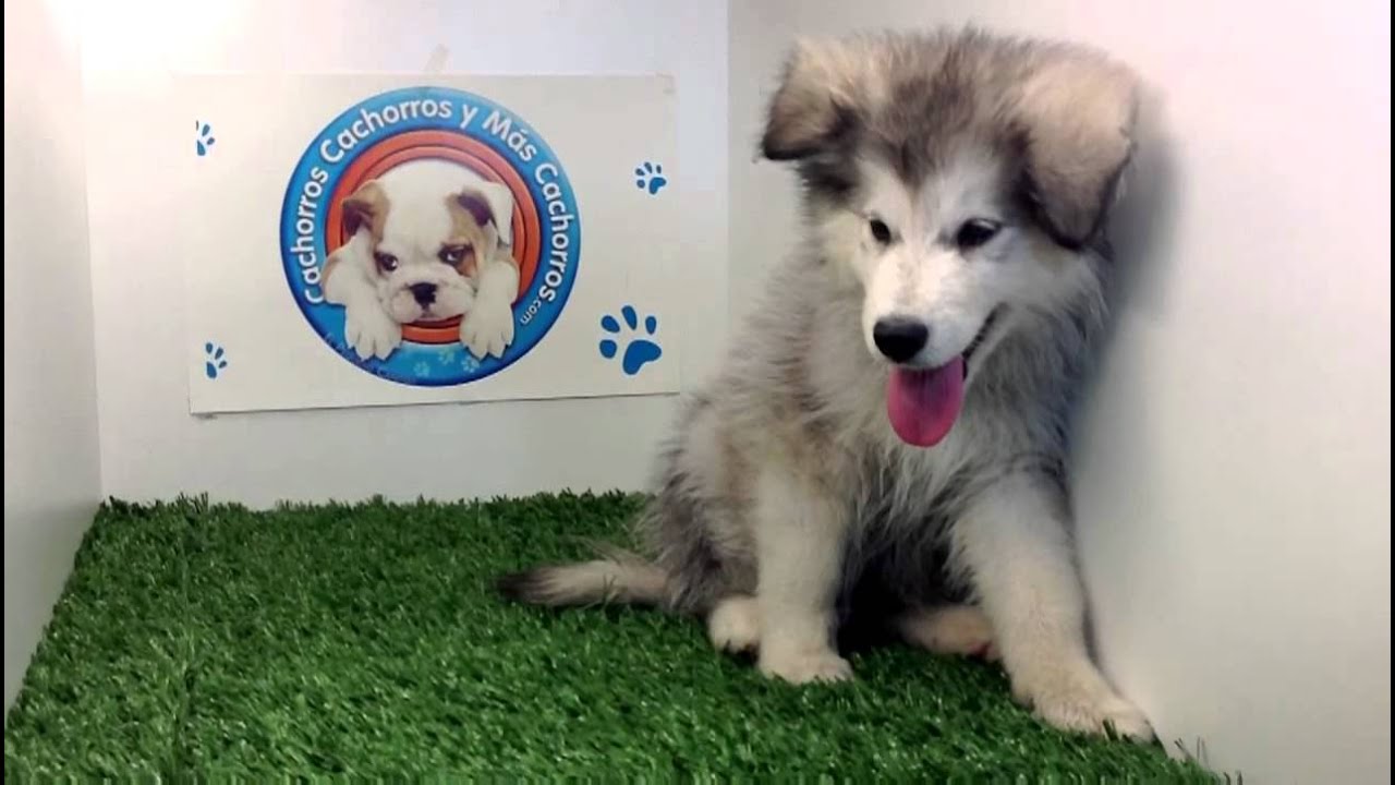 Venta de Alaska Malamute en Cachorros y mas Cachorros