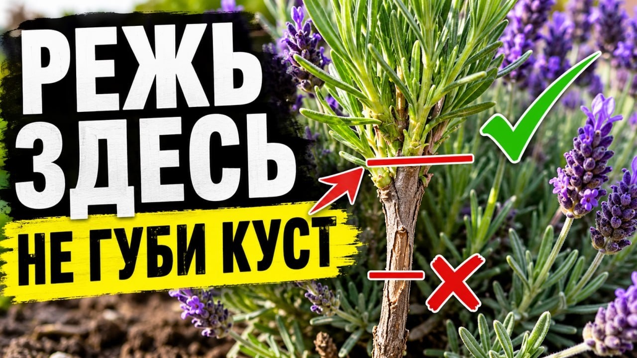 ОБРЕЗКА ЛАВАНДЫ В ИЮЛЕ &mdash; ГЛАВНАЯ ТОНКОСТЬ, которую все УПУСКАЮТ