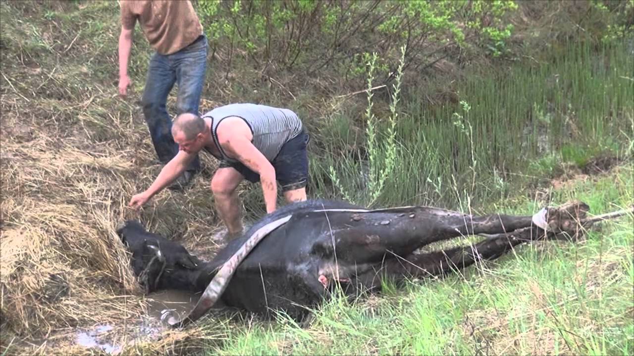 KARVĖS GELBĖJIMO OPERACIJA