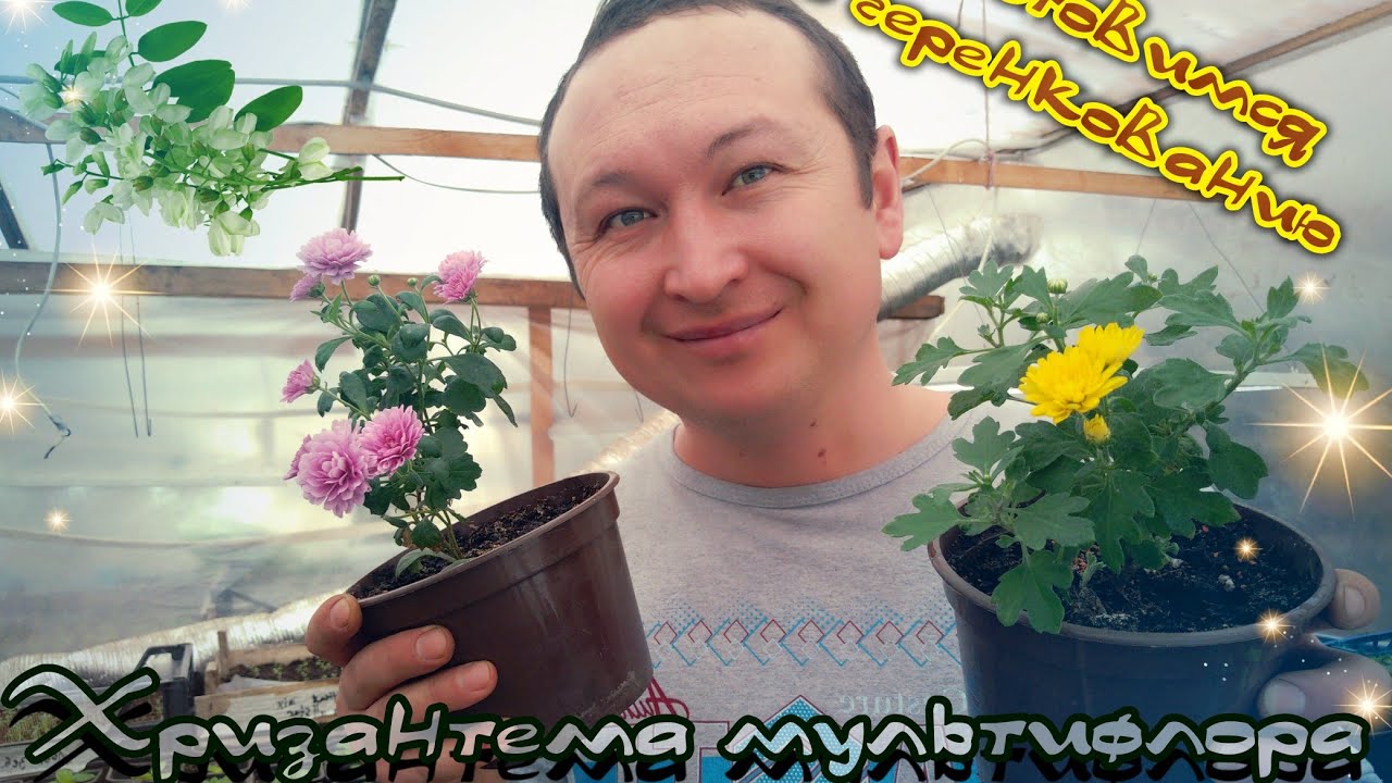 Хризантема мультифлора из погреба. Ждём побегов для вегетативного размножения.