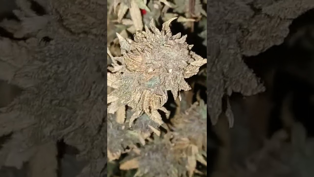 seedstock 2022 part 1 exotic genetix Dirty Little Secret x9 different genotypes 2-3 different phenoS