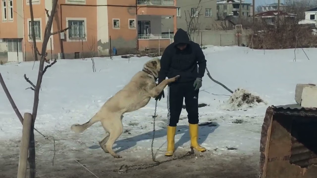 CESURUN OĞLUMA OLAN SEVGİSİ GÖRÜLMEYE DEĞER 