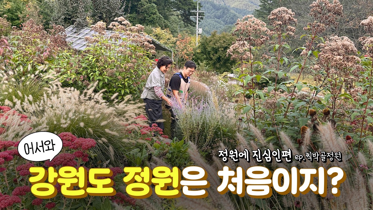 🏡랜선 정원들이 │ 강원도 찍박골정원 소개 1탄🌹 정원에 진심인편 ep.5