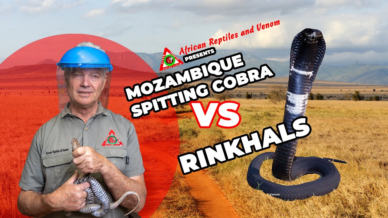 Rinkhals vs. Mozambique Spitting Cobra: Key Differences Explained! #snakes #snakes #cobra
